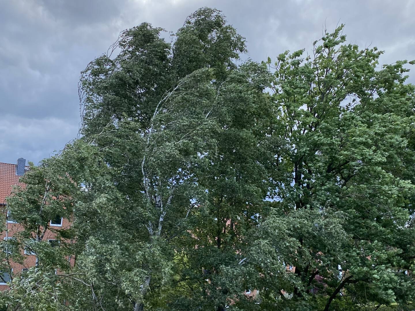 Noch ist Sturmlage überschaubar - Lüneburg Aktuell