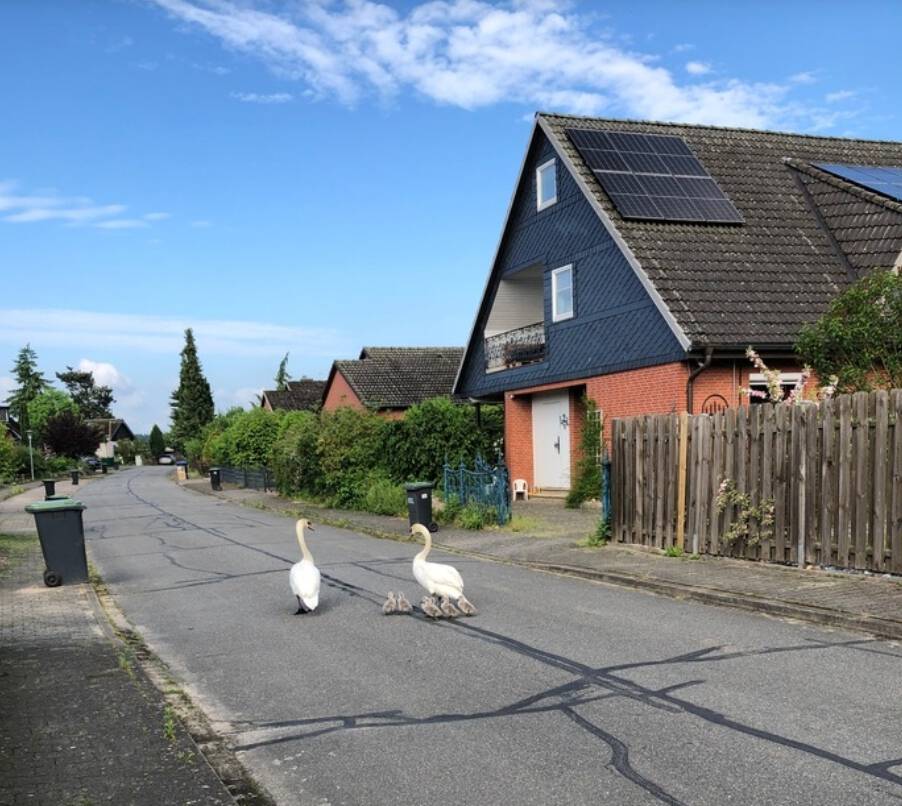 "Polizeiliche Begleitung" Schwanenfamilie durch Wohngebiet zurück zum